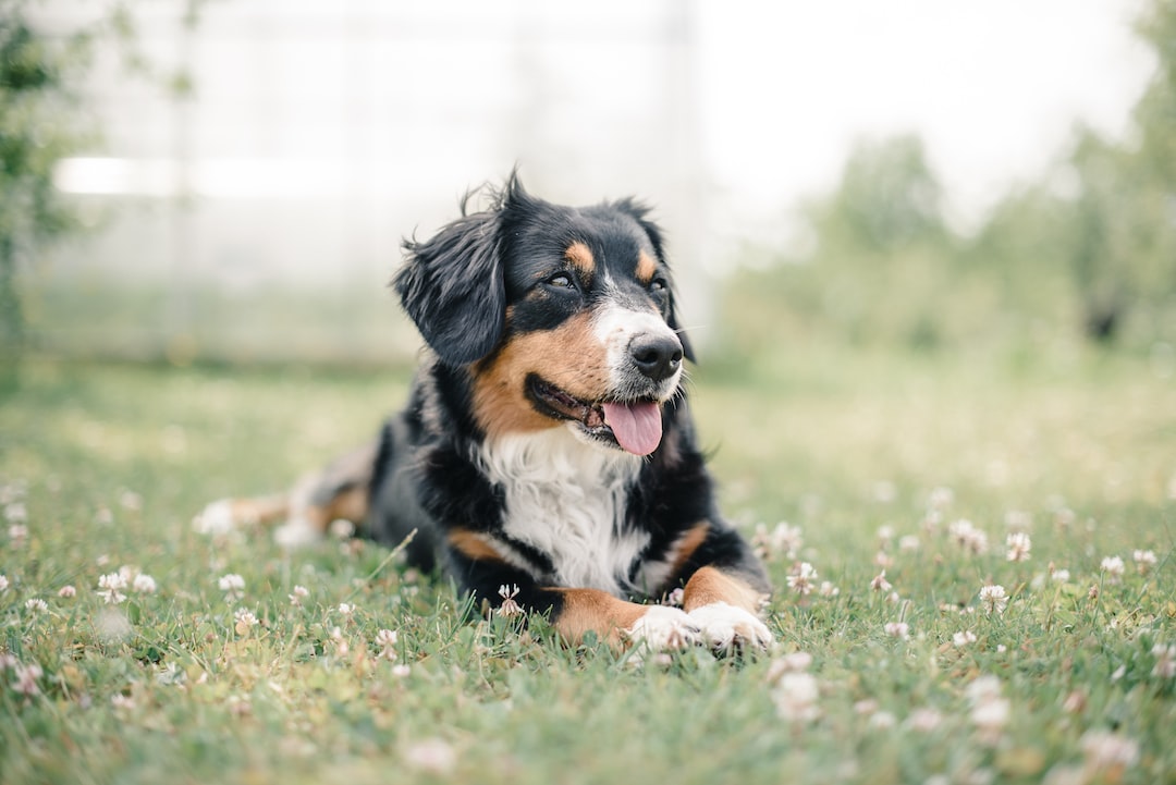 Pros and Cons of Allowing Pets in Your Rental Property in Lynnwood, WA